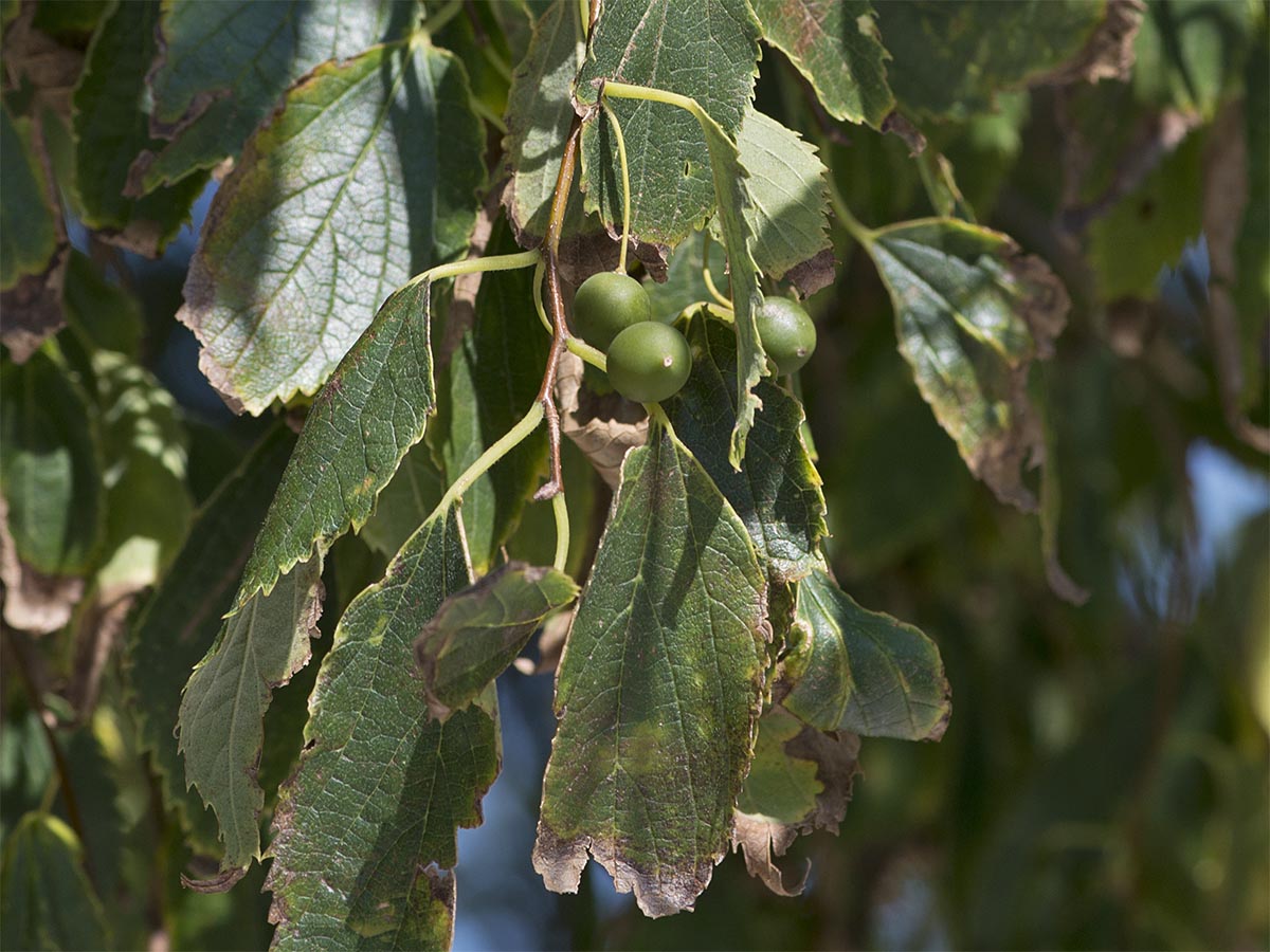 Celtis australis